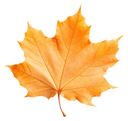 PNG Leaf autumn maple plant.