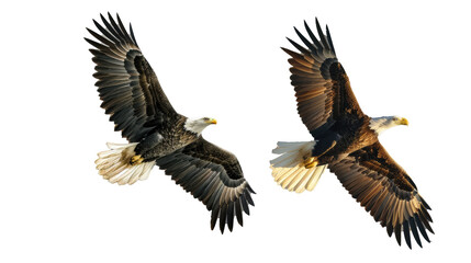Obraz premium A majestic bald eagle flying