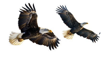 Fototapeta premium A majestic bald eagle flying