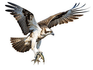 Fototapeta premium a bird with wings spread and a fish in its talons