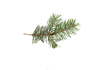 Christmas tree branches isolated on white background with copy space