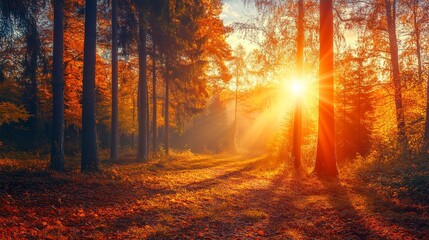 Obraz premium autumn Forest Sunset with Sun Rays Peeking Through Trees