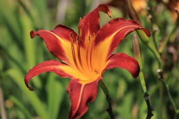 Fototapeta premium 燃え盛る炎のようなワスレグサの花