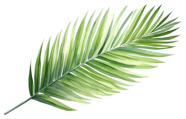 PNG Leaf plant tree white background.