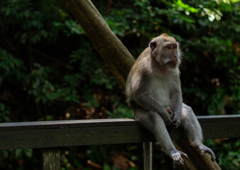 Obraz premium A lonely monkey rests on a wooden rail, surrounded by a lush green environment
