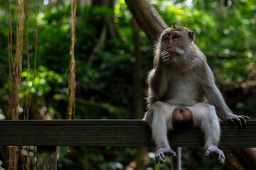 A Thoughtful Monkey Taking a Moment to Relax in a Lush Green Jungle Setting