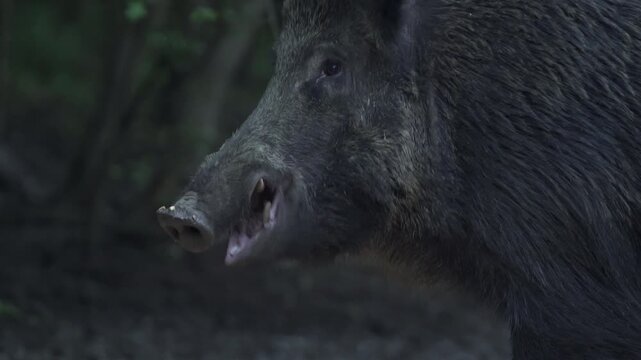 Huge boar in the forest