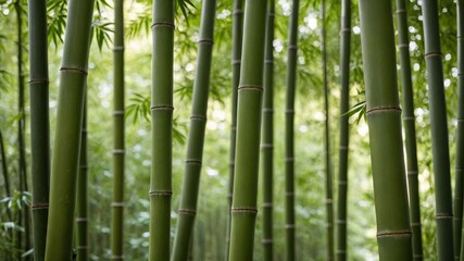 Close-up Bamboo Branch in Japanese Bamboo Forest