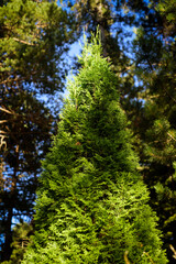 Copa de ciprés en montaña