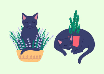 Cartoon Color Characters Cats with House Plant in Pot Set Concept Flat Design Style. Vector illustration of Kitten Sleep