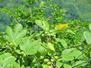Figs on natural fig tree