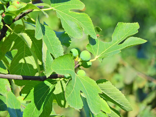 Figs on natural fig tree