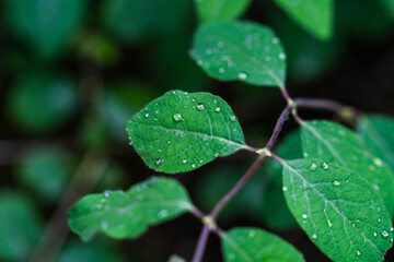 Close up of green leaves with water drops after a rain.