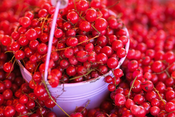 Red currants in a bucket