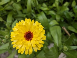 Ringelblume - Marigold - Calendula Avensis - Markro Fotografie