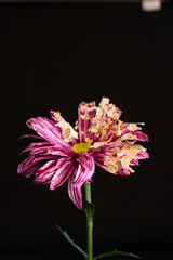Flower from another planet
