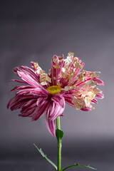 Flower from another planet