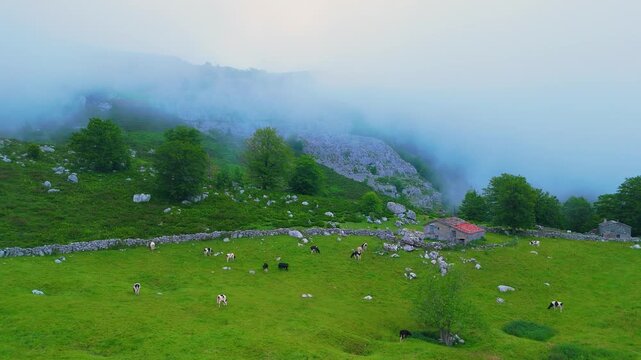 Fog in the spring landscape of pastures and Pasiegas cabins in the Natural Park of the Collados del As&oacute;n. Aerial view from a drone. Hills of Ason Natural Park. Soba Valley, Cantabria, Spain, Europe