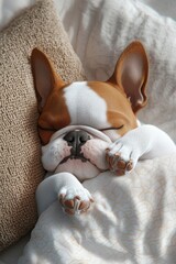 Adorable dog peacefully sleeping under a cozy blanket, with a serene and comfortable expression, creating a warm and relaxing scene.