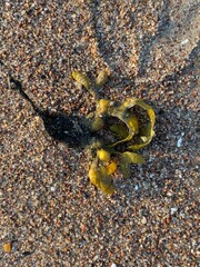 Seaweed washed ashore on a sandy beach, creating a natural, textured landscape. The contrast between the greenery and sand highlights the beauty of coastal life.

