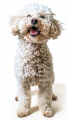A fluffy, cheerful dog stands proudly, showcasing its playful spirit in a bright indoor setting