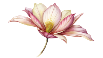 Blossom Flower Petal Plant Isolated on Transparent Background