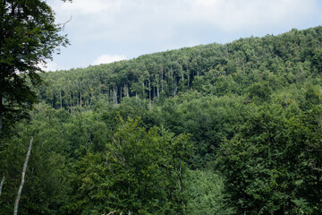 Look from inside of a forest