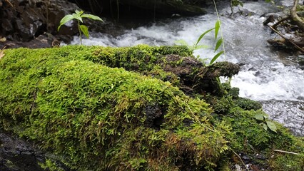 A vibrant, green moss-covered log lying beside a flowing stream in a lush forest setting. The scene captures the natural beauty and tranquility of a forest ecosystem. Perfect for nature, environment, 