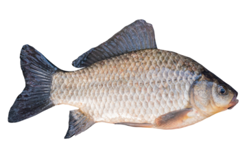 Crucian carp fish isolated on transparent background. Live fish cut out object for design and advertising.