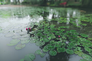 Calm Water Pond with Green Lily Pads Lotus Reflections Tree on Surface