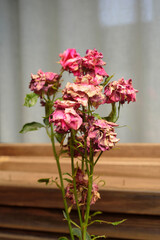 FLores marchitas en rosal junto a ventana
