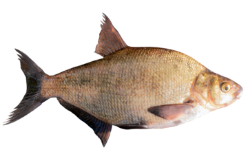 Abramis live fish isolated on transparent background. Live fish cut out object for design and advertising.