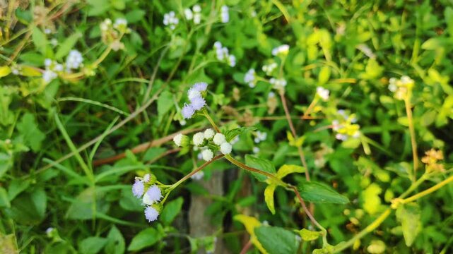 Ageratum conyzoides tumbuh di area persawahan 

