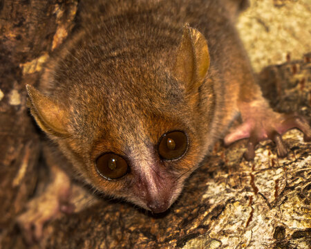 Madame Berthe's mouse lemur, Microcebus berthae, Madagascar