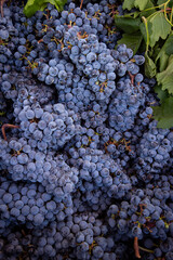 Ripe Merlot or Cabernet Sauvignon red wine grapes ready to harvest in Pomerol, Saint-Emilion wine...