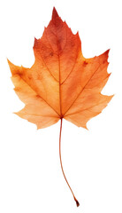 PNG  Real Pressed a Autumn leafs autumn maple plant.