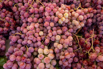 Ripe Merlot or Cabernet Sauvignon red wine grapes ready to harvest in Pomerol, Saint-Emilion wine making region, France, Bordeaux