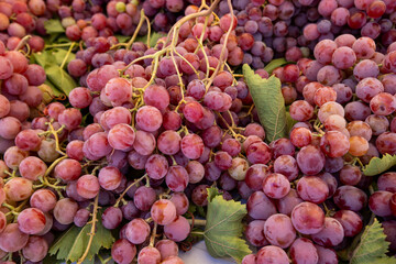 Ripe Merlot or Cabernet Sauvignon red wine grapes ready to harvest in Pomerol, Saint-Emilion wine making region, France, Bordeaux