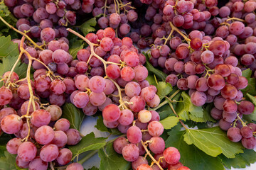 Ripe Merlot or Cabernet Sauvignon red wine grapes ready to harvest in Pomerol, Saint-Emilion wine making region, France, Bordeaux