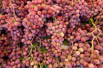 Ripe Merlot or Cabernet Sauvignon red wine grapes ready to harvest in Pomerol, Saint-Emilion wine making region, France, Bordeaux