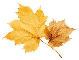 Obraz premium PNG Real Pressed a Autumn leafs autumn plant tree.
