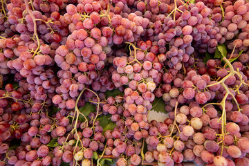 Ripe Merlot or Cabernet Sauvignon red wine grapes ready to harvest in Pomerol, Saint-Emilion wine making region, France, Bordeaux