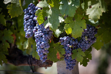 Ripe Merlot or Cabernet Sauvignon red wine grapes ready to harvest in Pomerol, Saint-Emilion wine making region, France, Bordeaux