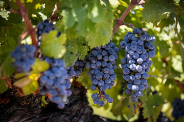 Ripe Merlot or Cabernet Sauvignon red wine grapes ready to harvest in Pomerol, Saint-Emilion wine making region, France, Bordeaux