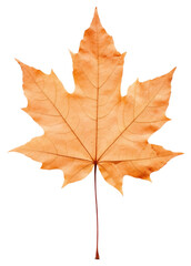 Obraz premium PNG Real Pressed a Maple leaf maple plant tree.