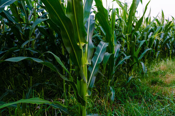 Corn field close up. Selective focus. Green Maize Corn Field Plantation in Summer Agricultural Season. Close up of corn on the cob in a field