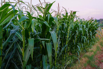 Corn field close up. Selective focus. Green Maize Corn Field Plantation in Summer Agricultural Season. Close up of corn on the cob in a field