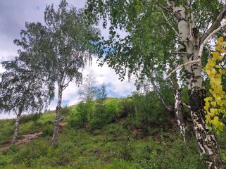 tree with flowers