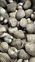 Fresh cockles ready to cook. Seafood. For background.