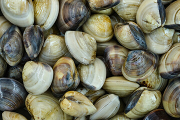Fresh clams for seafood background